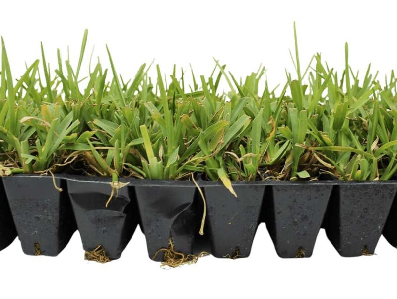 St Augustine grass sod plugs