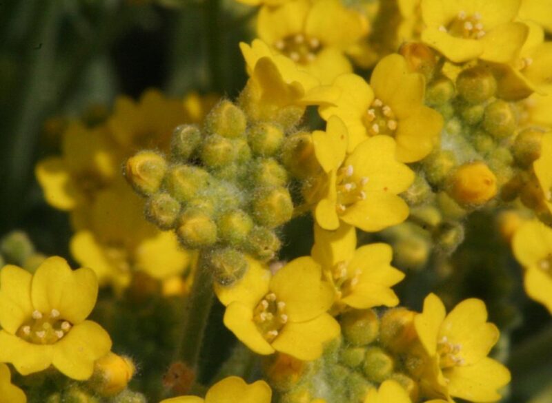 sweet alyssum
