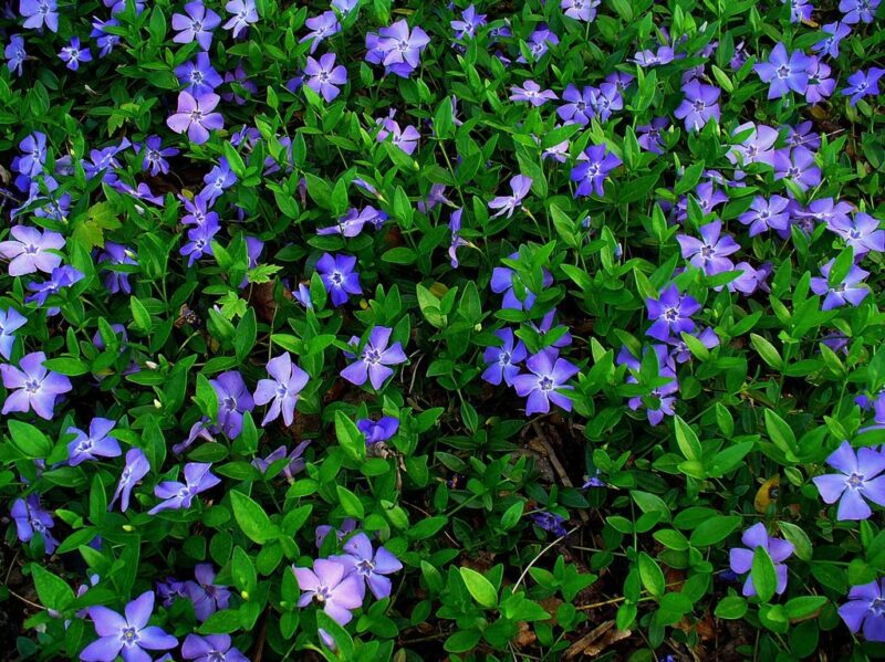 vinca minor bowles