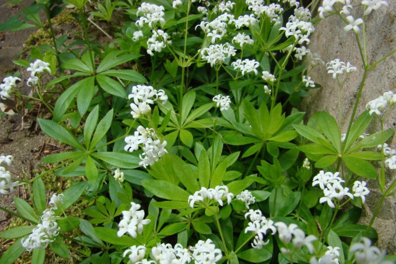 sweet woodruff