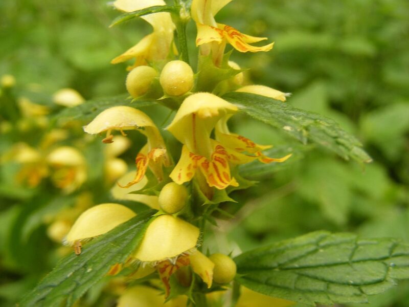 yellow archangel