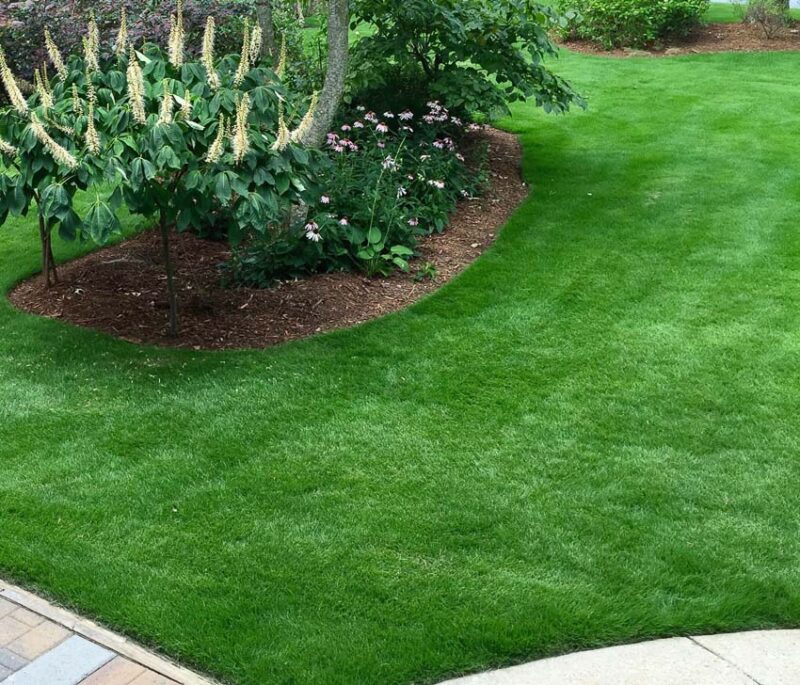 zoysia grass lawn