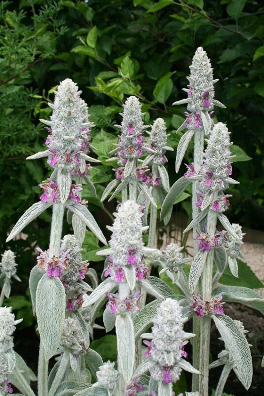 stachys byzantine