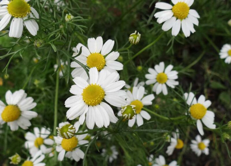 chamomile