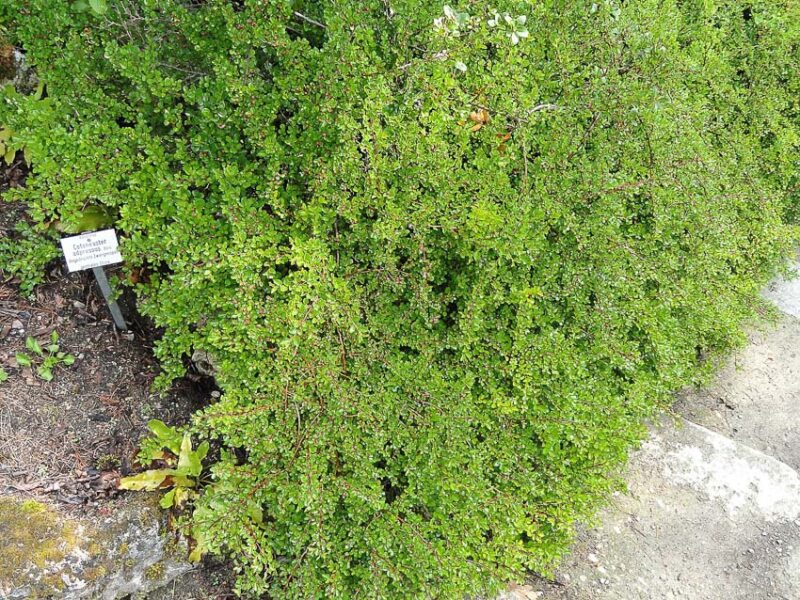 best ground cover for sun