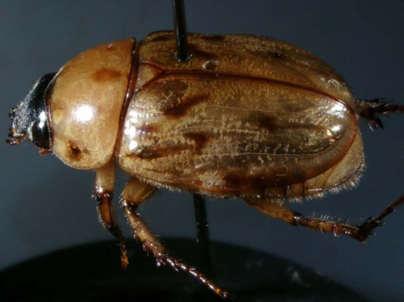 grub becomes beetle