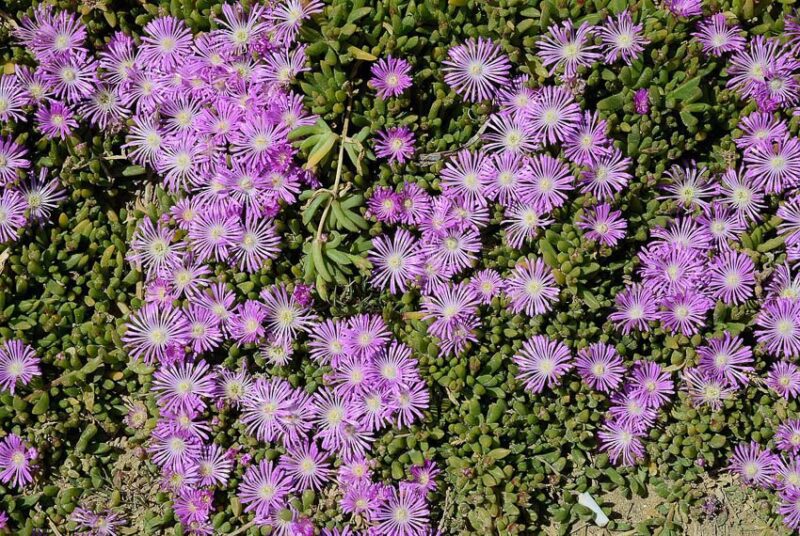 best ground cover for sun