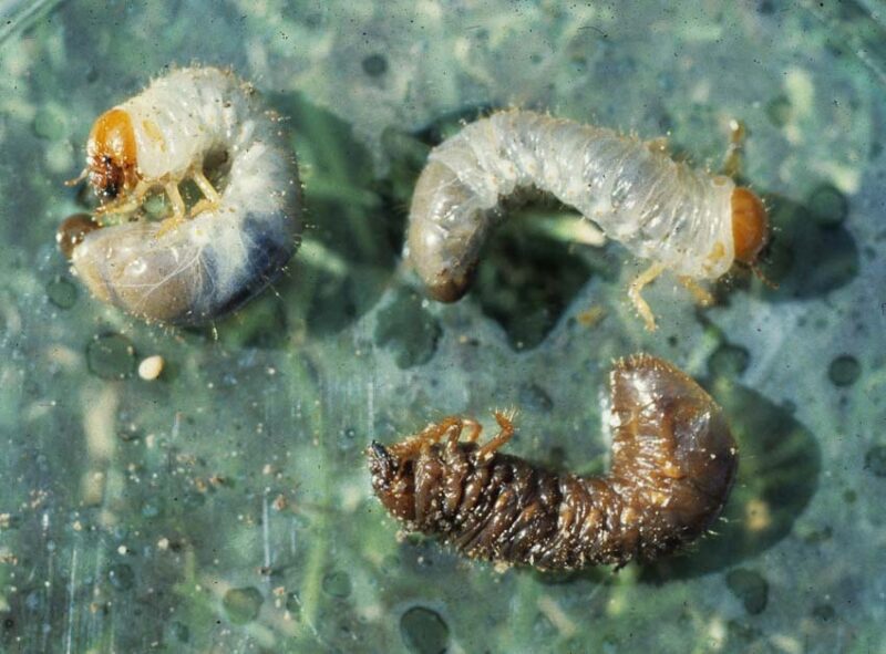 nematodes get rid of grubs