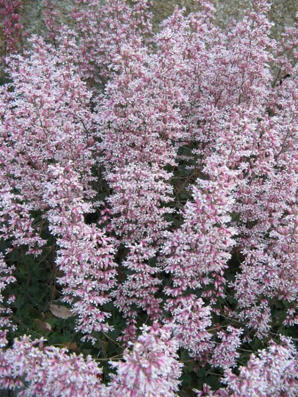 ground cover sun