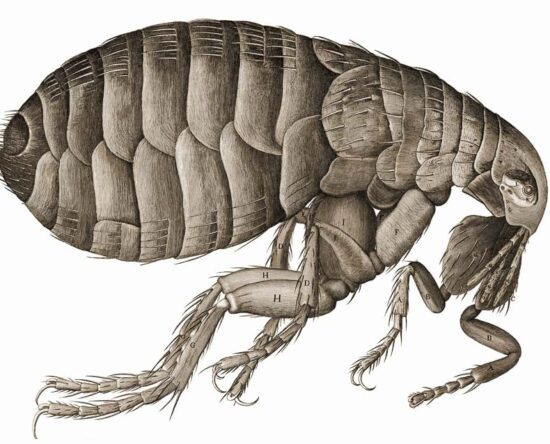 how to get rid of fleas
