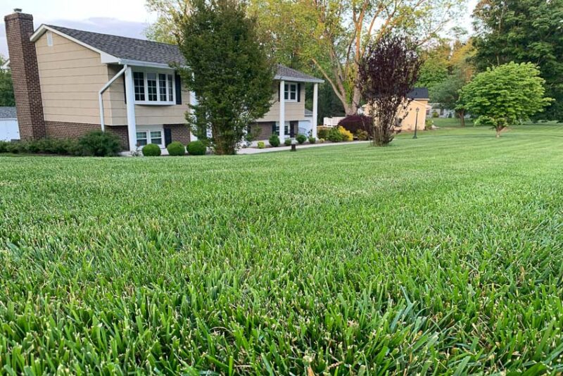 healthy lawn
