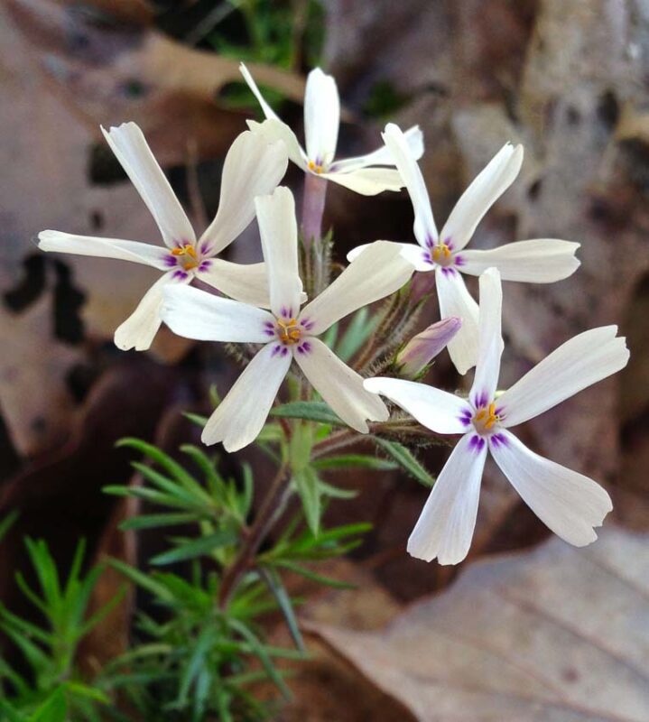 phlox subulata
