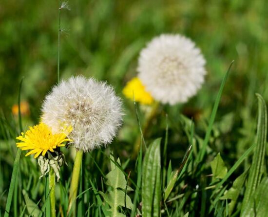 how to get rid of weeds in grass