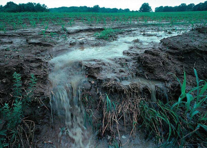 fertilizer runoff