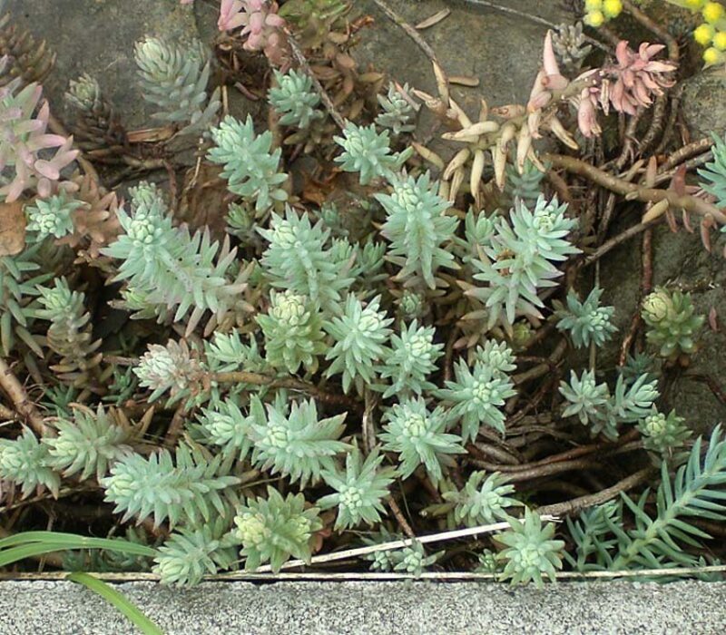 Sedum rupestre
