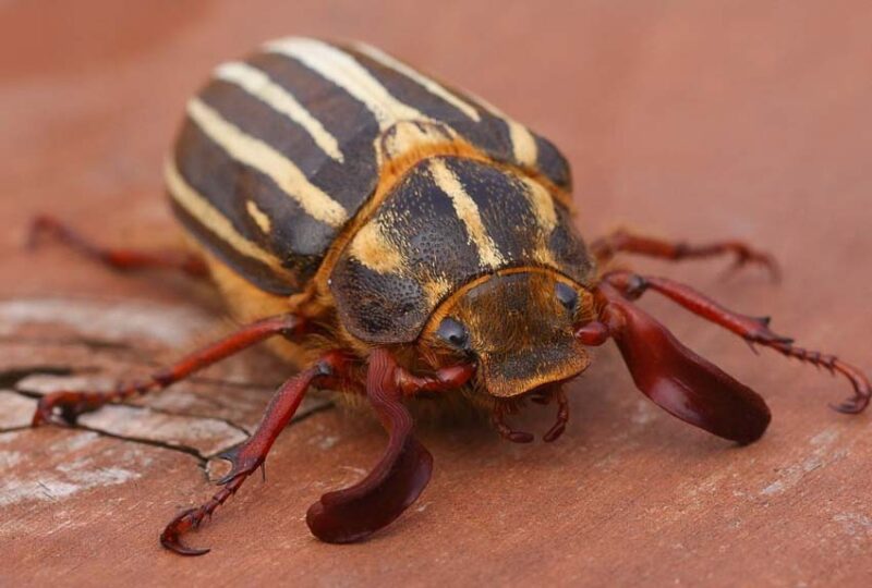 June Bug
