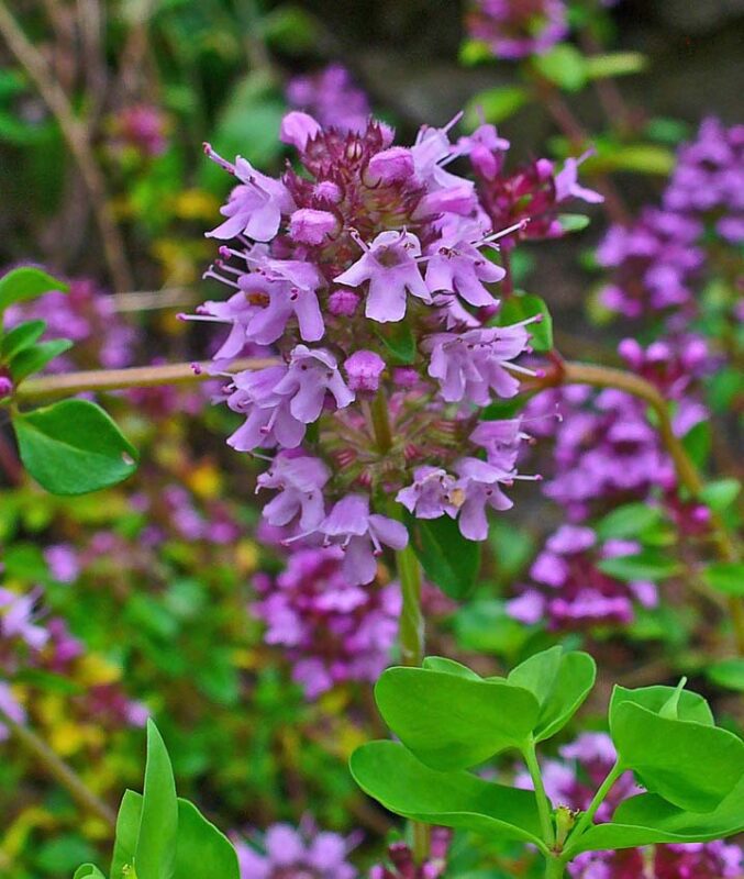 Thymus serpyllum