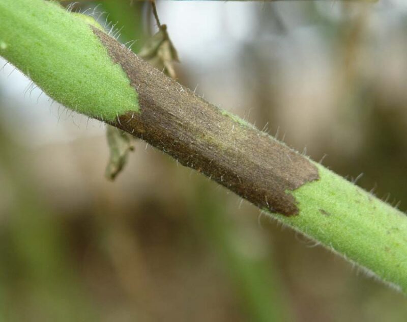 stem blight