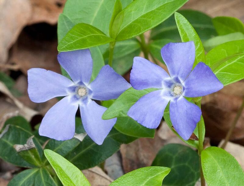 ground cover for sun