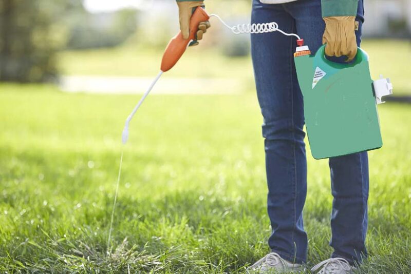 crabgrass spray