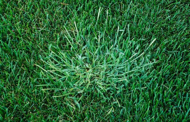 what is crabgrass