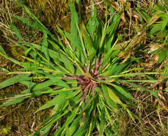 how to kill crabgrass