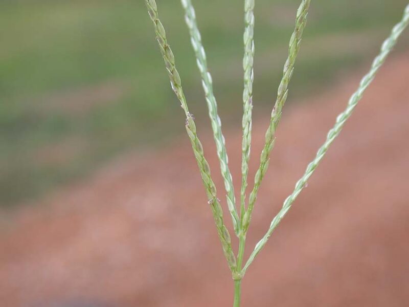 crabgrass seed head