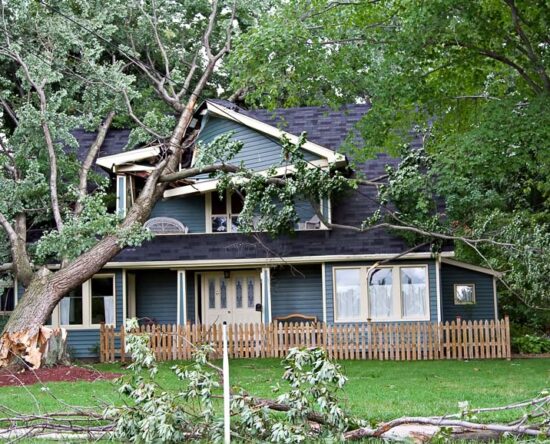 tree removal cost