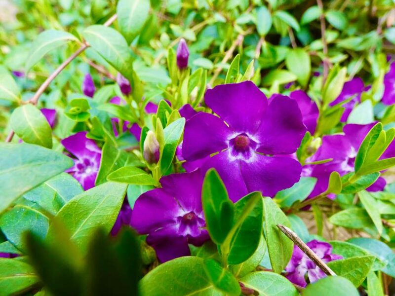 ground cover for sun