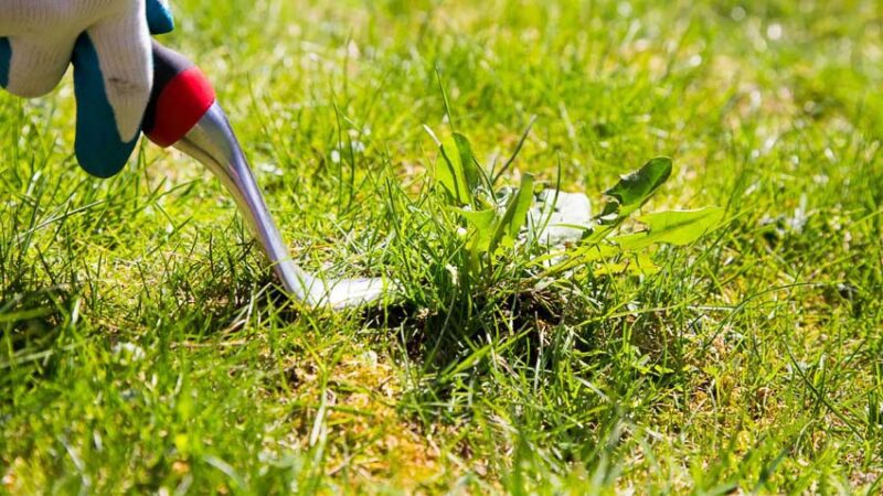 weeding tool