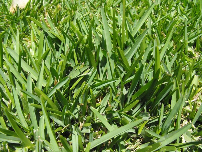 St. Augustine grass warm grass