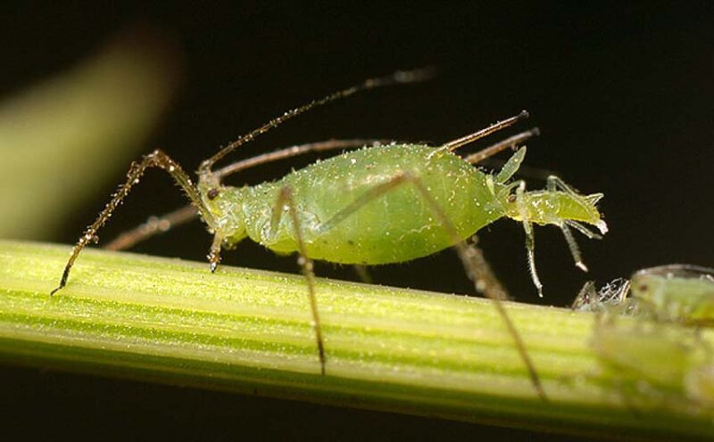 insect reproduction