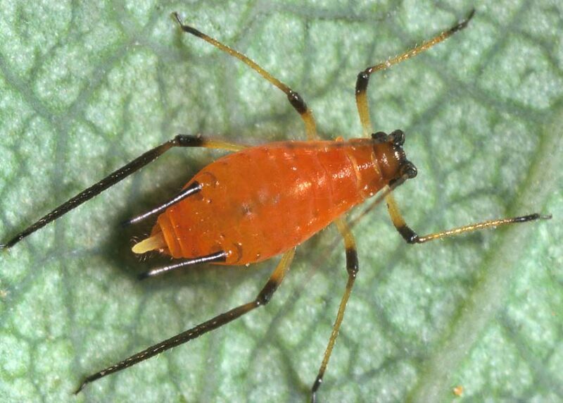 control garden pests