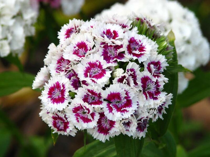 annuals vs perennials