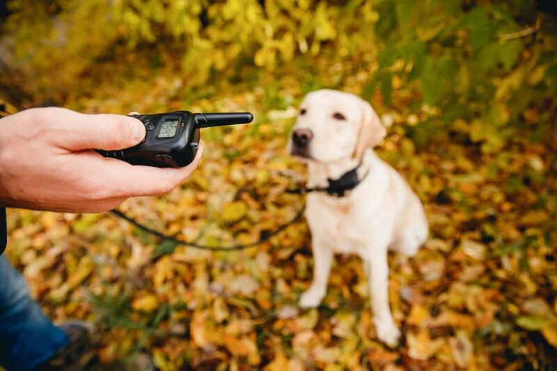 dog training