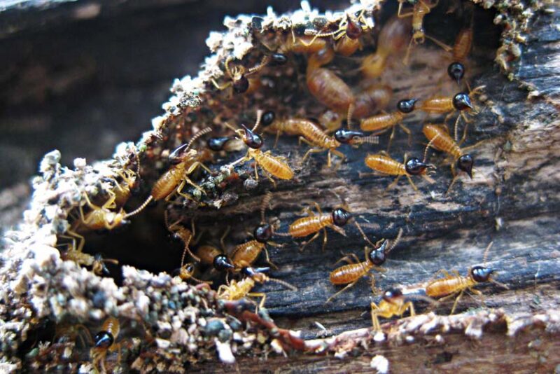 how to get rid of termites