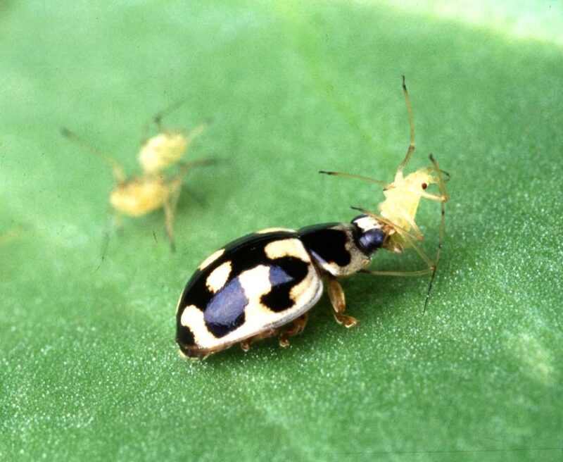 beneficial insects aphid control