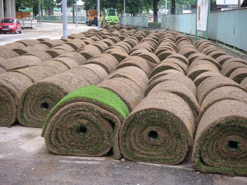 planting sod