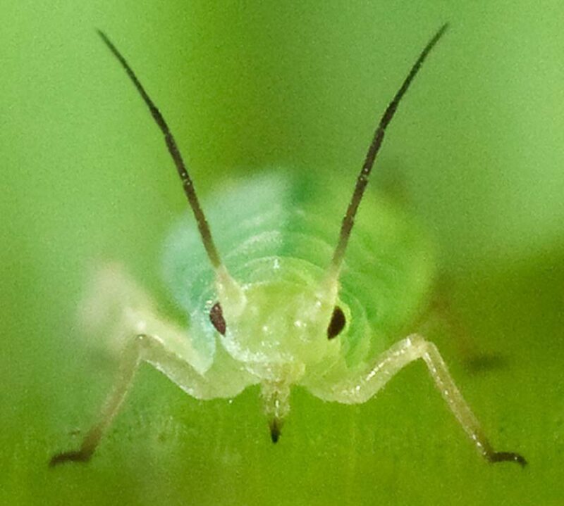how to get rid of aphids