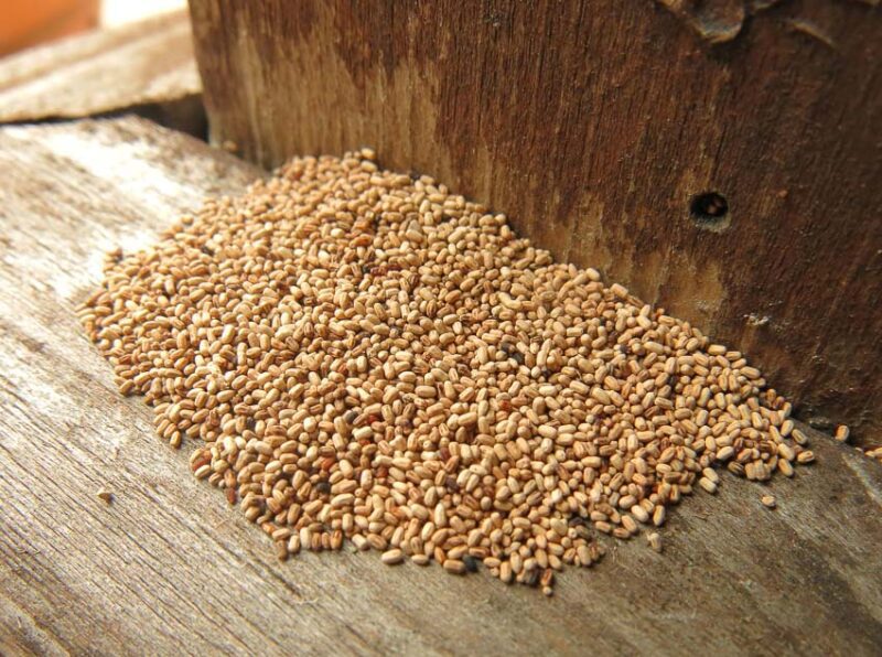 termite droppings