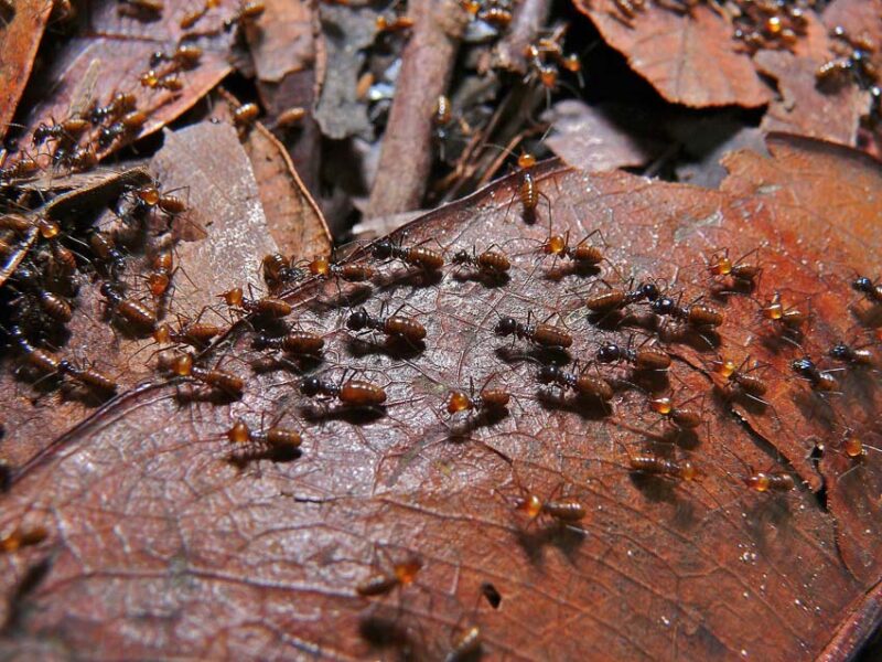 termites leaves
