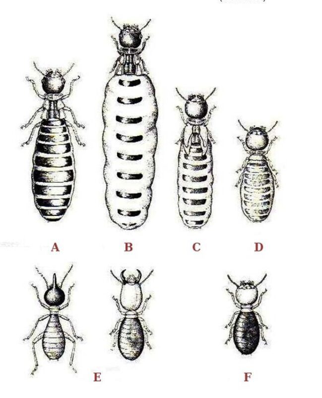caste system