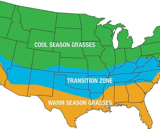 Best Type of Grass for Regional Climates