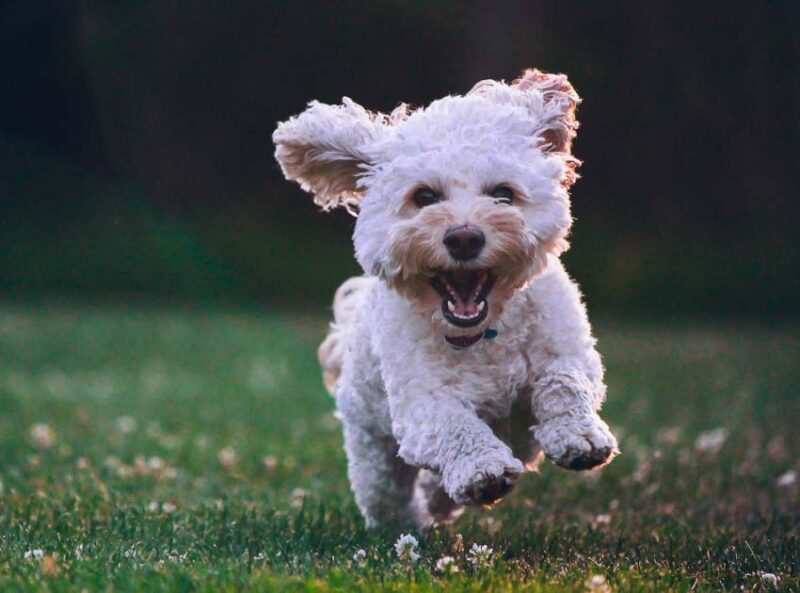 dog in yard
