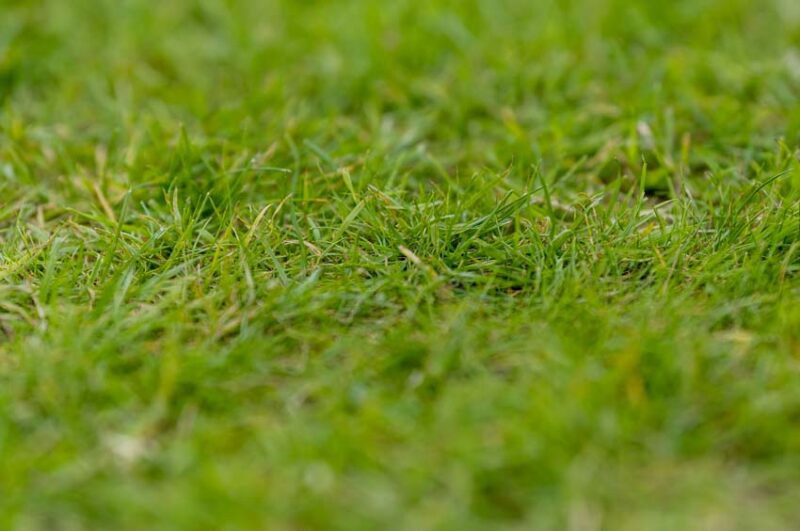 Kentucky Bluegrass
