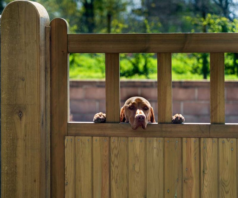 dog in yard