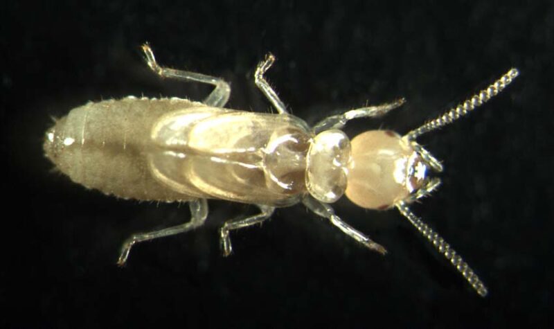 termite