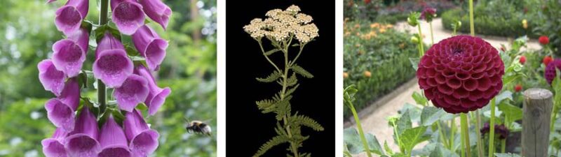 annuals vs perennials