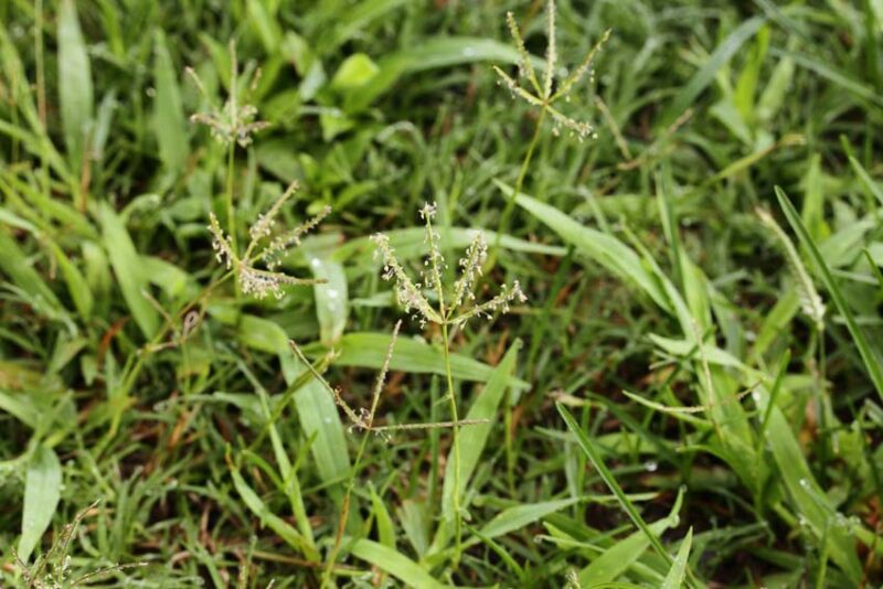 Best Grass for Regional Climates