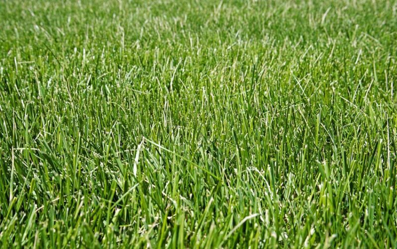fescue climate